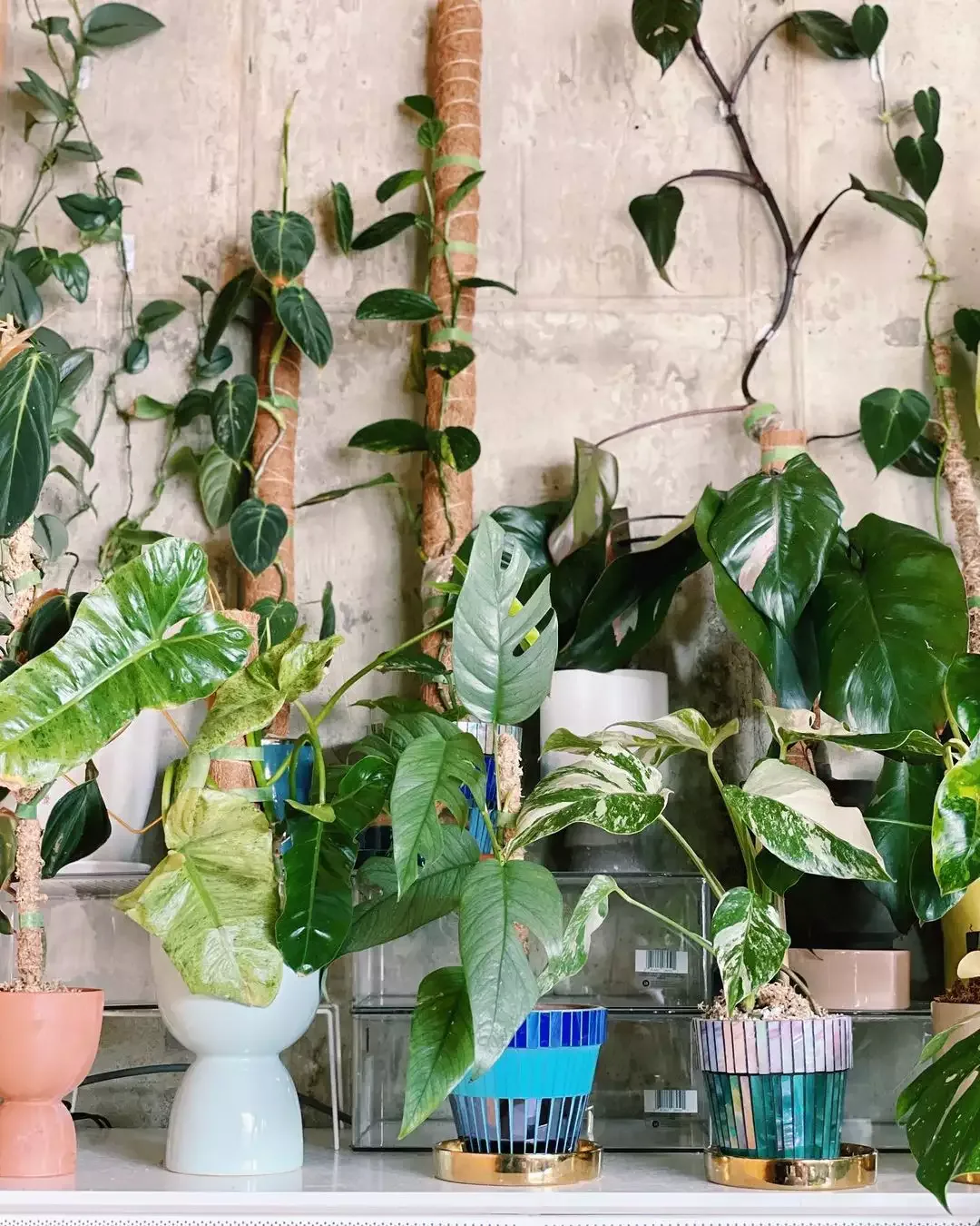 plants on tv stand