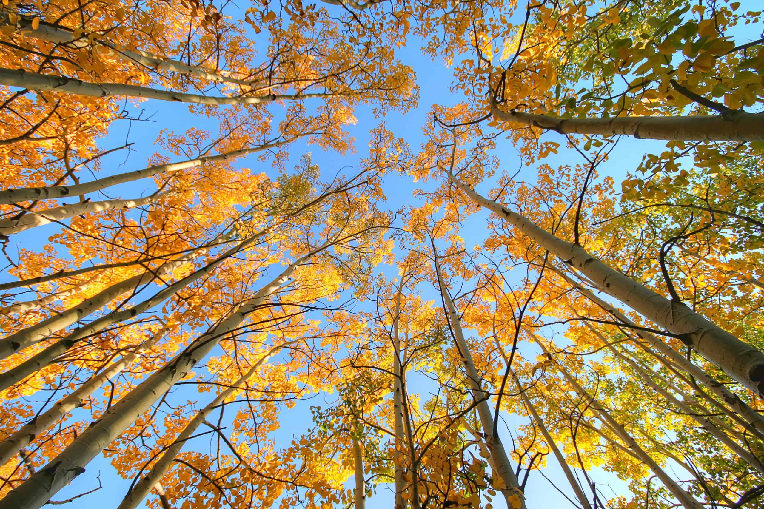 a view looking up at bright orange aspen trees in the fall with blue sky