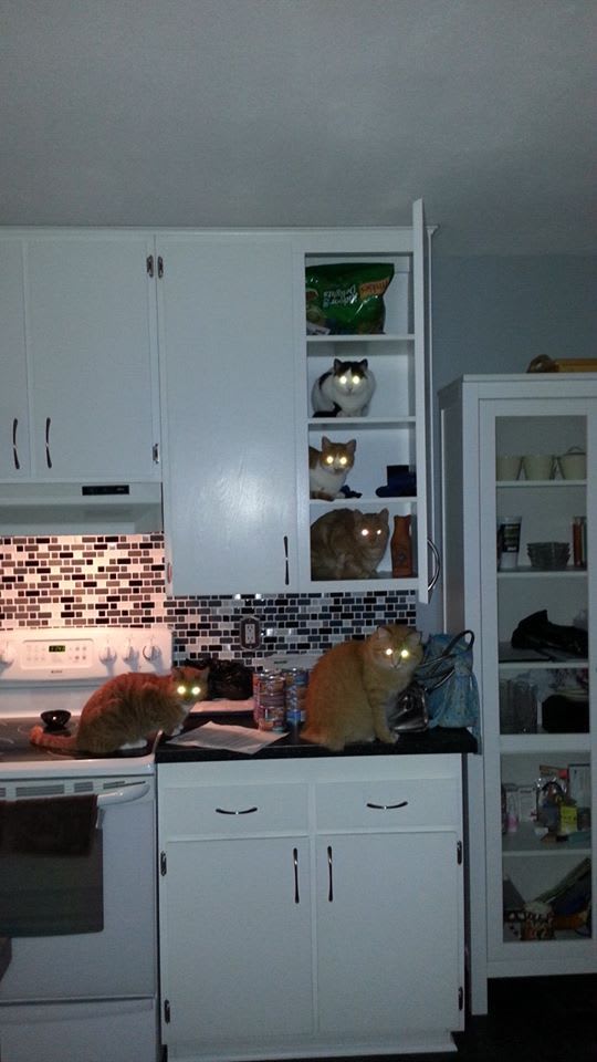 Crazy cat lady's kitchen!: 