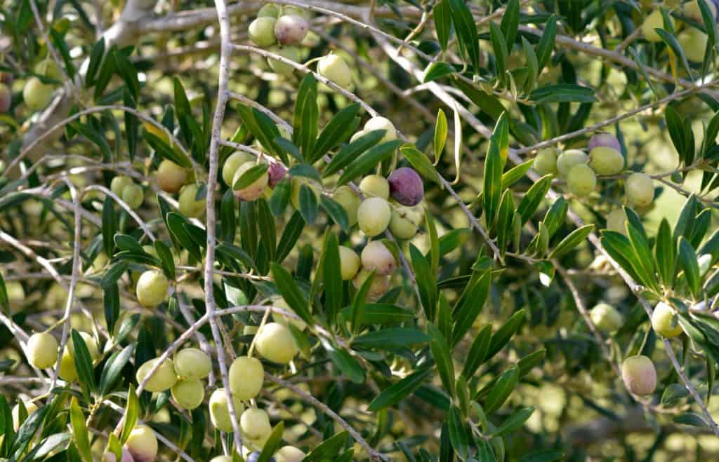 Olive tree, olive branches 