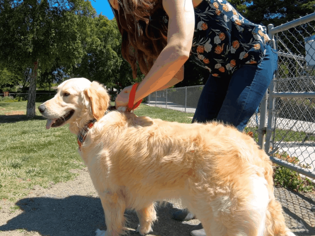 Livermore Dog Park