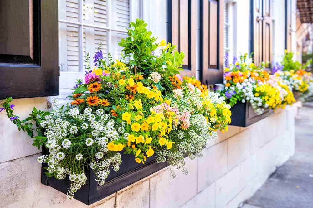 Window Box (Add Value This Fall with These 7 Curb Appeal Trends)