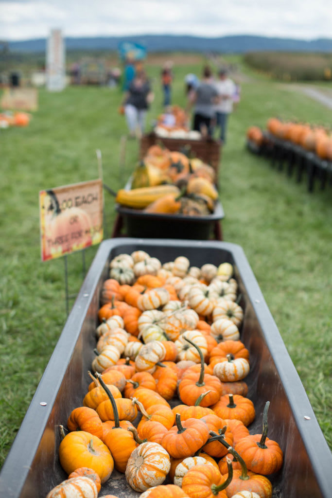 SinklandFarms-PumpkinFestival-1-683x1024.jpg