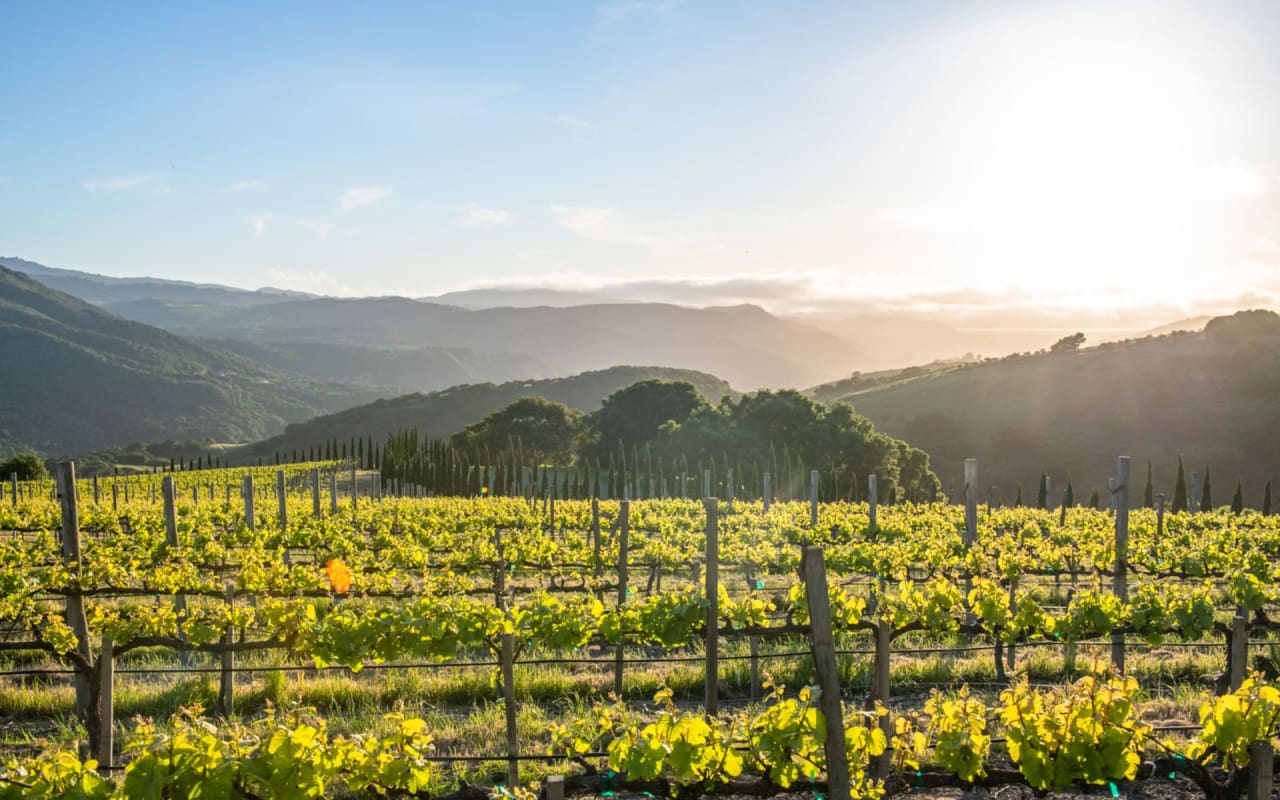 Vineyard For Sale in California The Talbott Diamond T Ranch in Carmel Valley