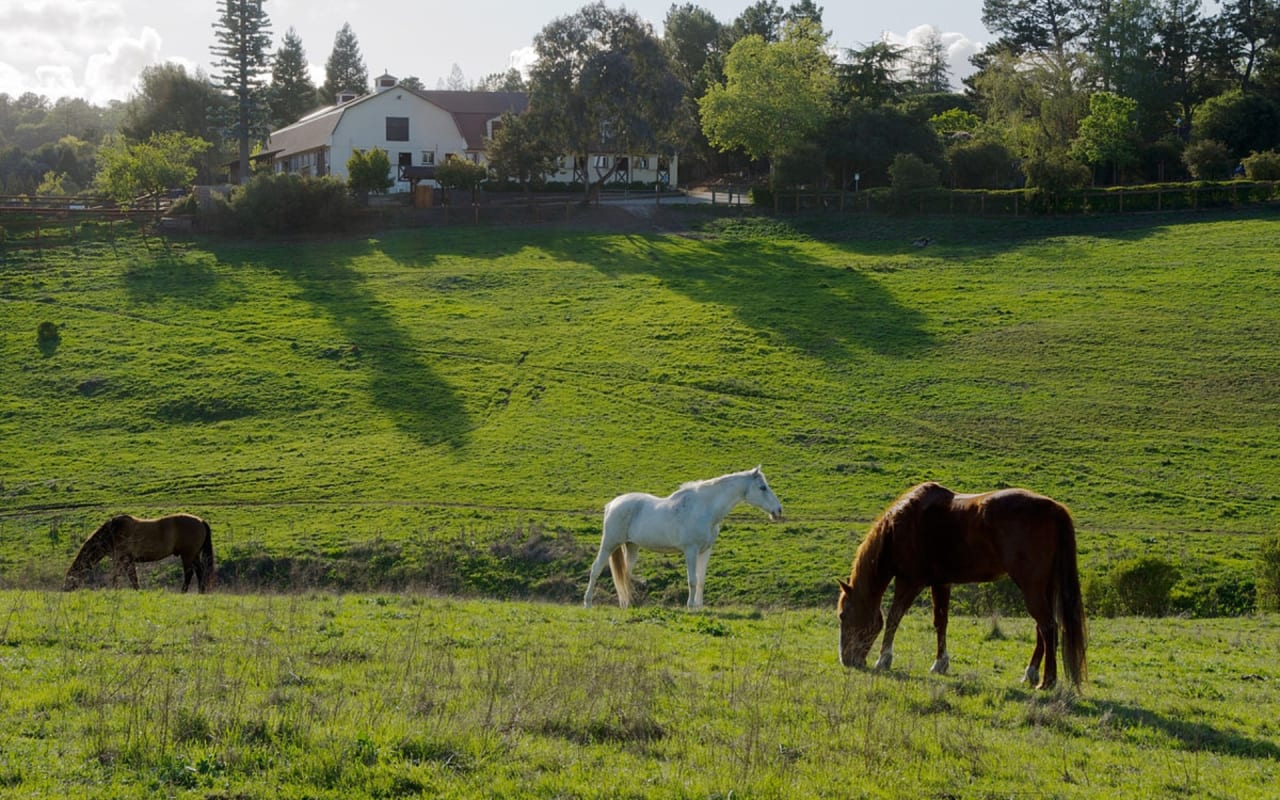 Los Altos | Los Altos Hills