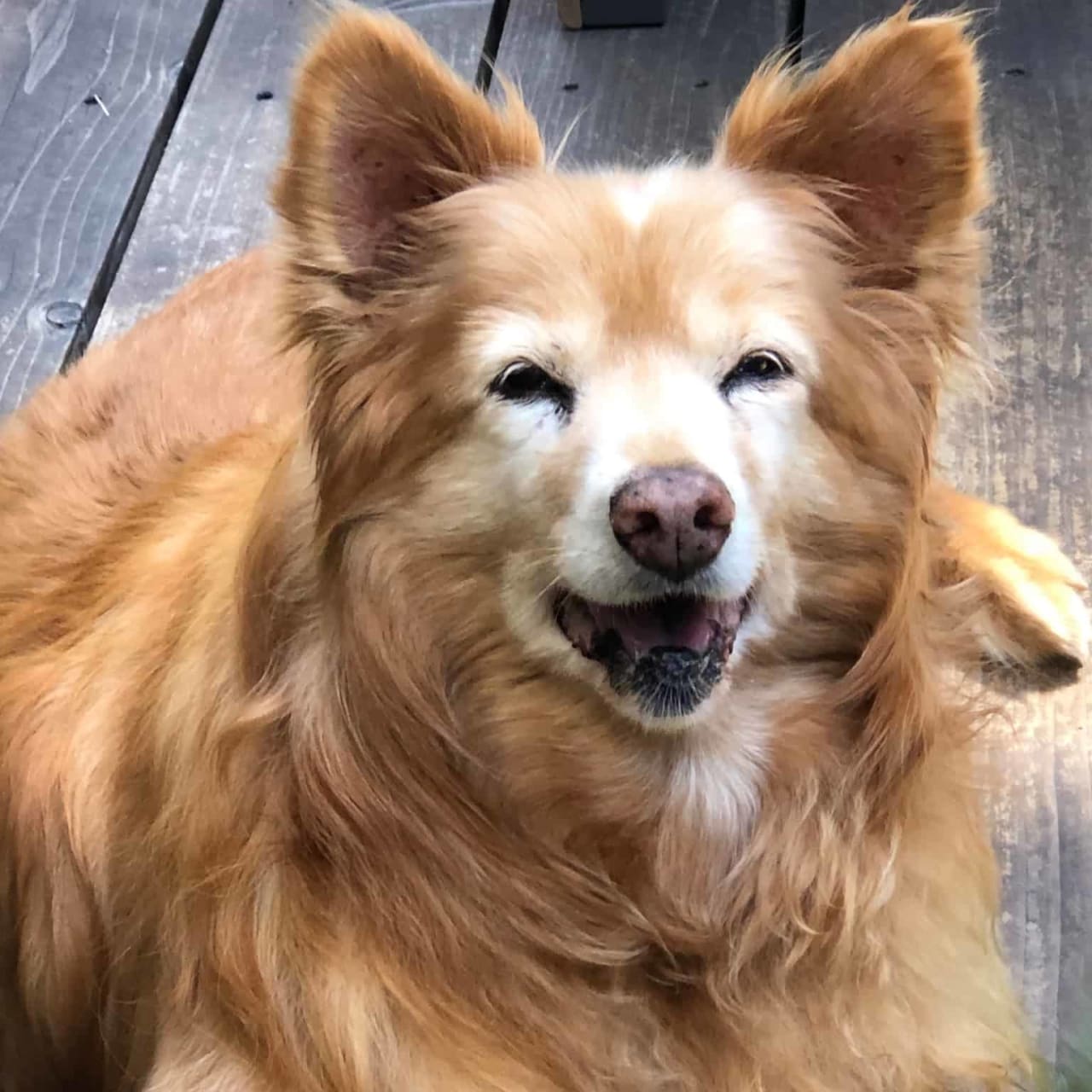 Muttville Senior Dog Rescue – Comes to the Rescue!