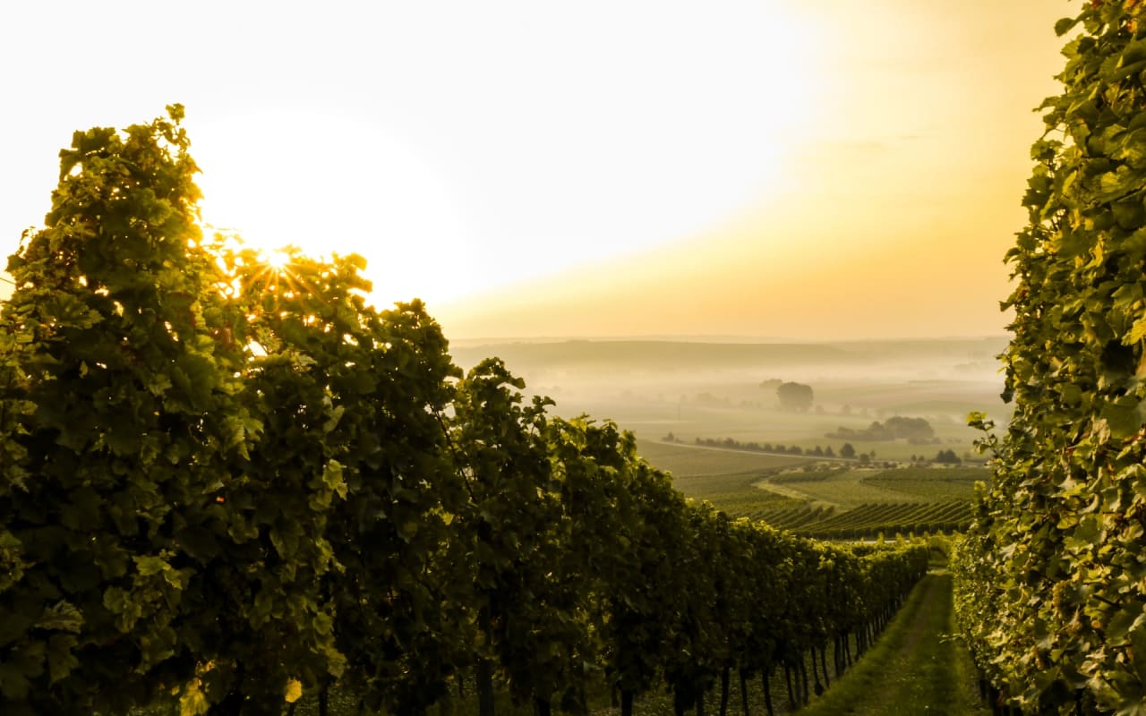 Calistoga Community Spotlight Ginger Martin Ginger Martin