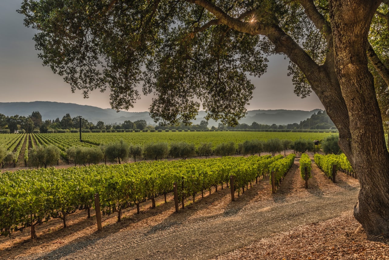 St. Helena Vineyard View