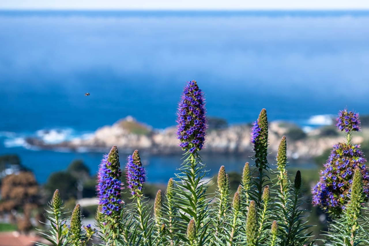 Carmel Highlands Getaway