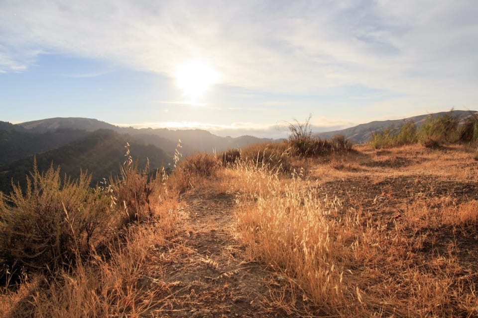 Occidental Neighborhood Guide Harper Nolan San Francisco Real