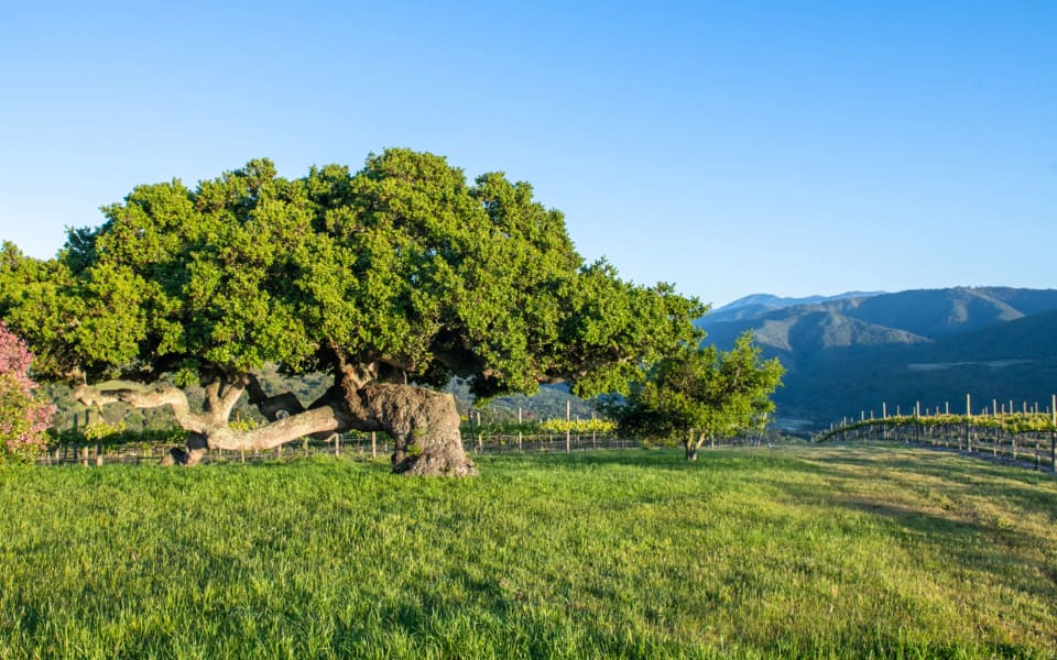 Vineyard For Sale in California The Talbott Diamond T Ranch in Carmel Valley Tim Allen