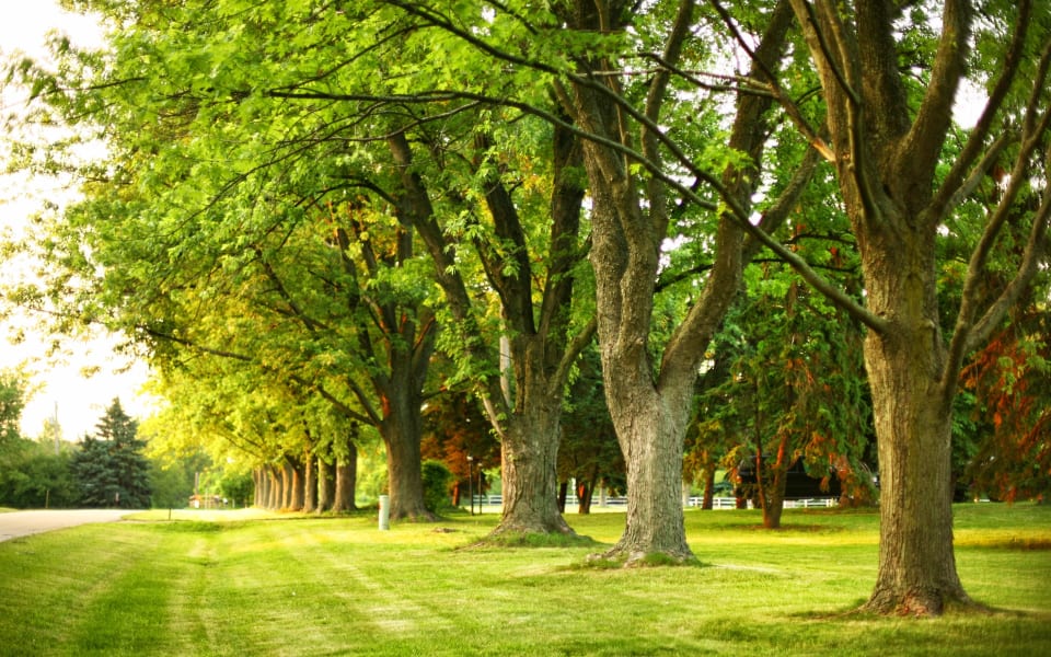 Shavano Park Real Estate Houses & Garden Homes For Sale