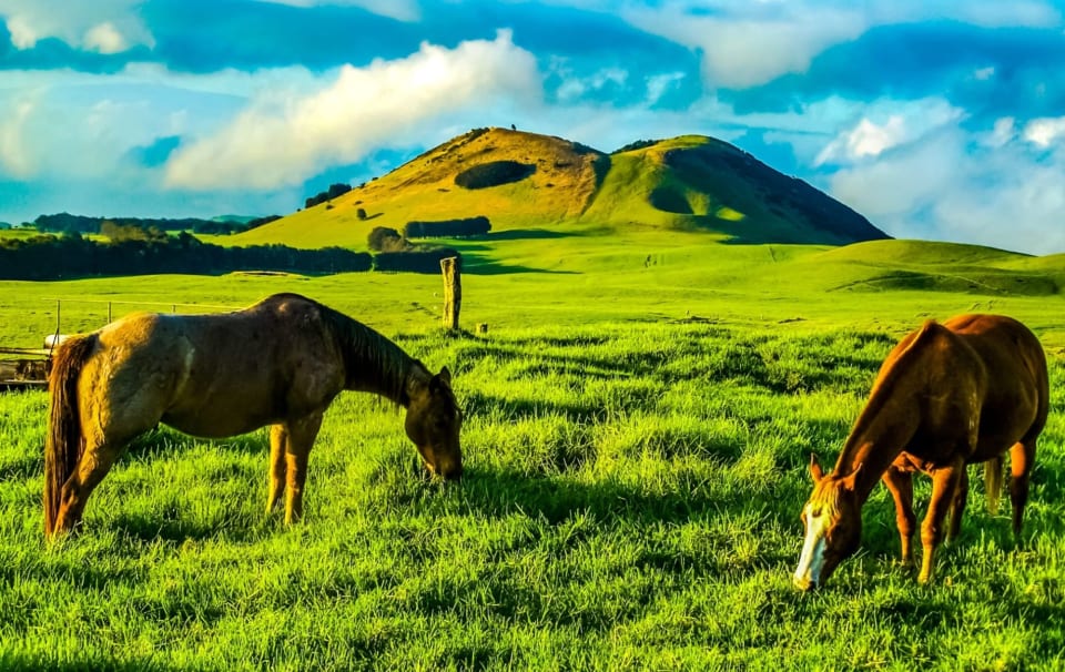 Kamuela/Waimea Community Guide Nicole Vincent