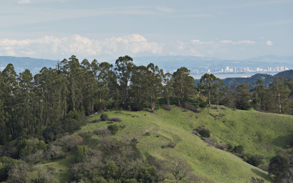 San Anselmo Community Guide Rick Warner Real Estate