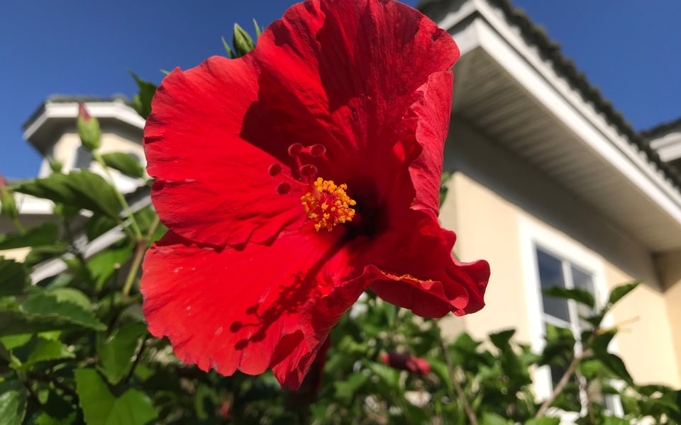 LRM Group Sarasota Rosemary District Luxury Homes For Sale