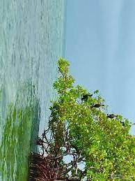 2-acre Slice of Island Paradise on North End of Cross Caye Belize