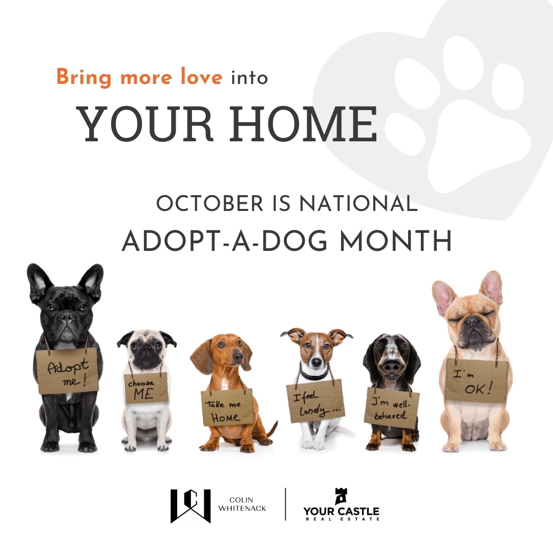 october-is-adopt-a-dog-month-denver-real-estate-agent