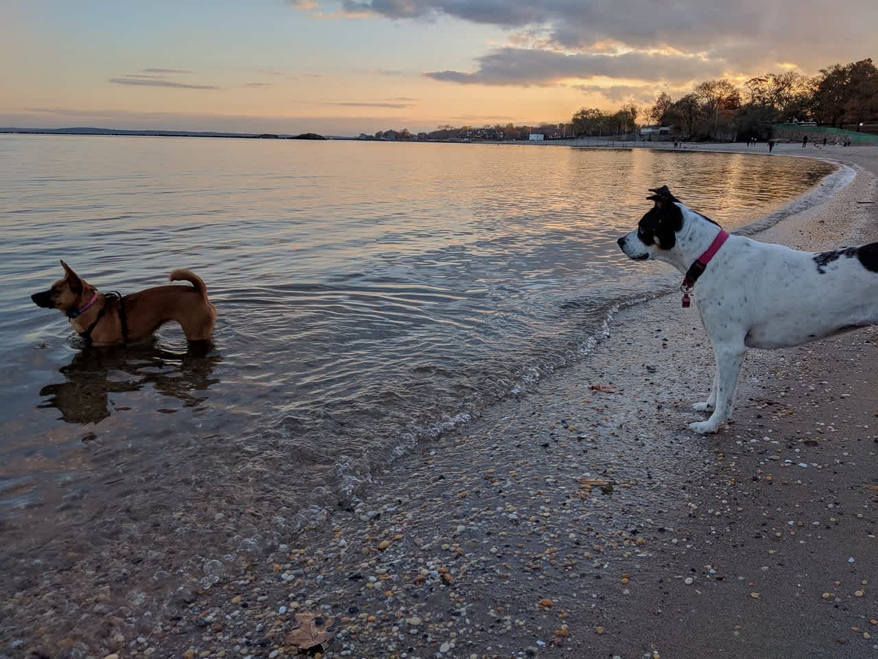 Best Dog Parks in Westchester Totally Westchester Blog