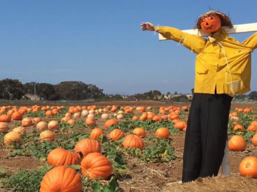 Fall Harvest Festival