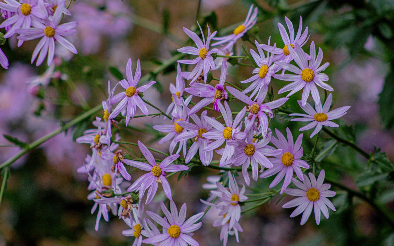Lilac daisies blooming at San Francisco Botanical Garden.