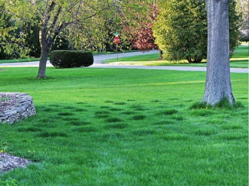 How to Level a Yard by Removing Bumps and Divots