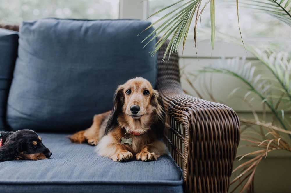 Brown dachshund resting on a blue cushioned wicker sofa, next to a sleeping black dachshund.