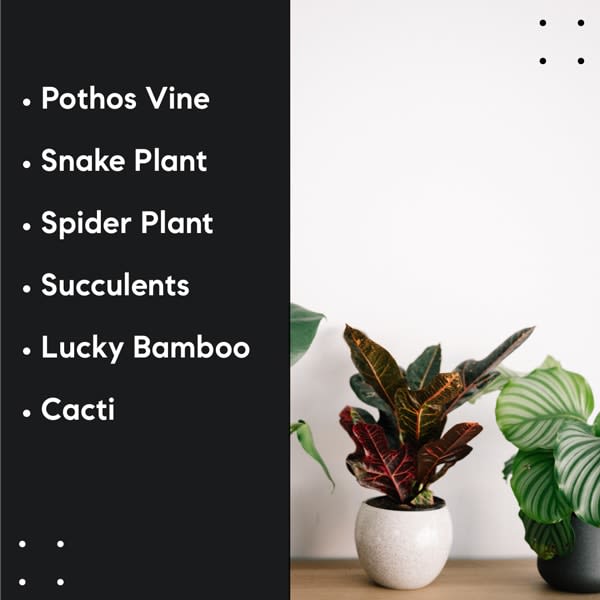 Colorado benefits house plants