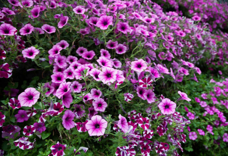 What’s the Best Time to Start Planting My Garden?