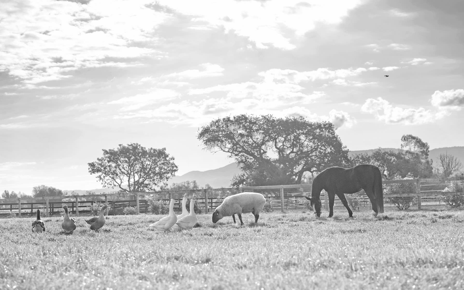 About Carey Kendall Santa Ynez Real Estate Agent