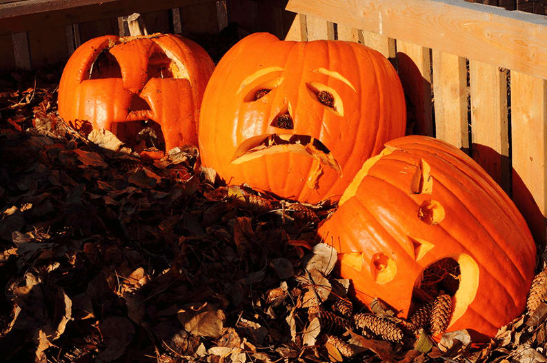 Three carved jack-o'-lanterns among fallen leaves beside a wooden fence.