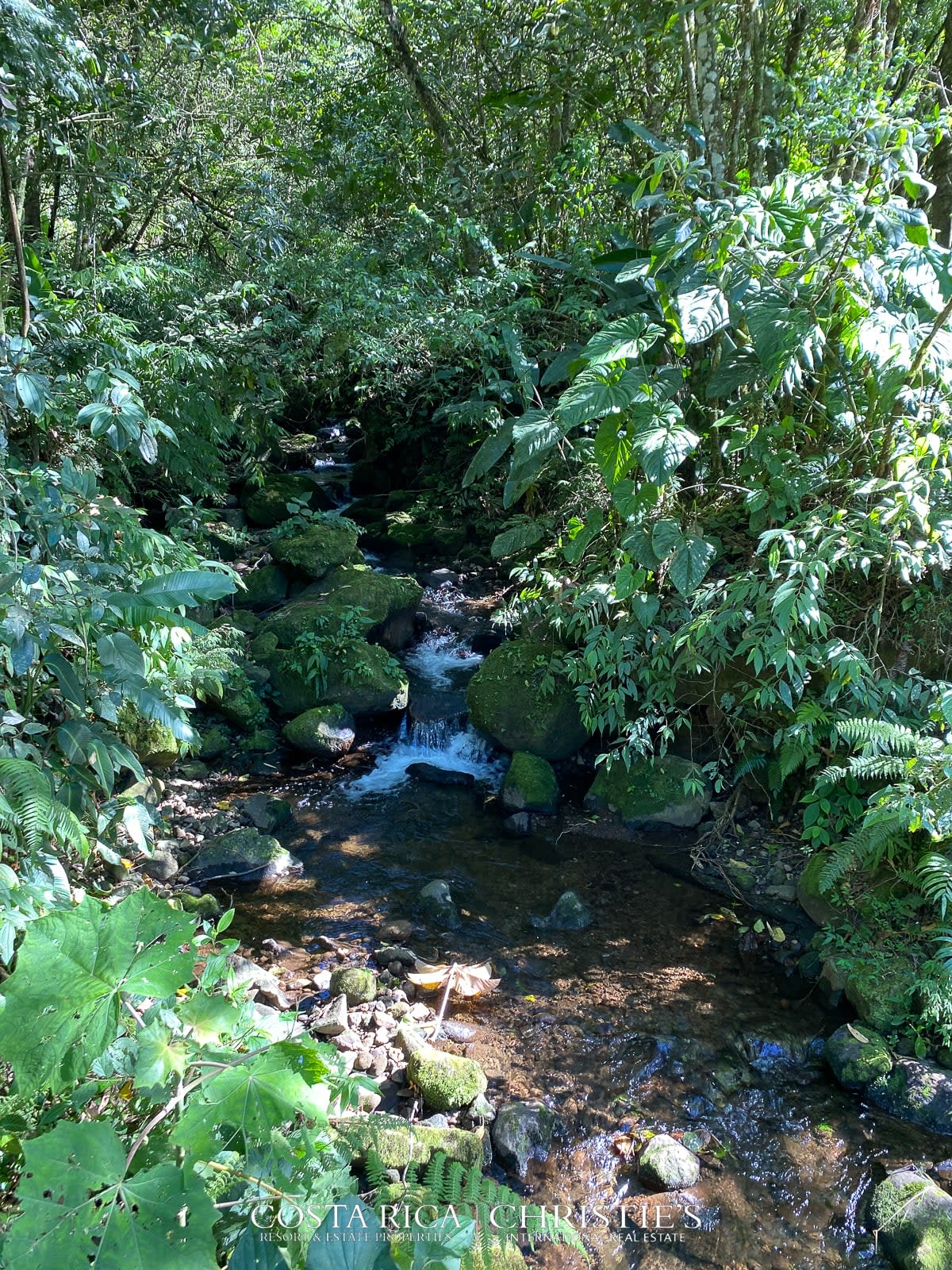 Magnificent Coffee Estate with River and Waterfall - Tierra Serena