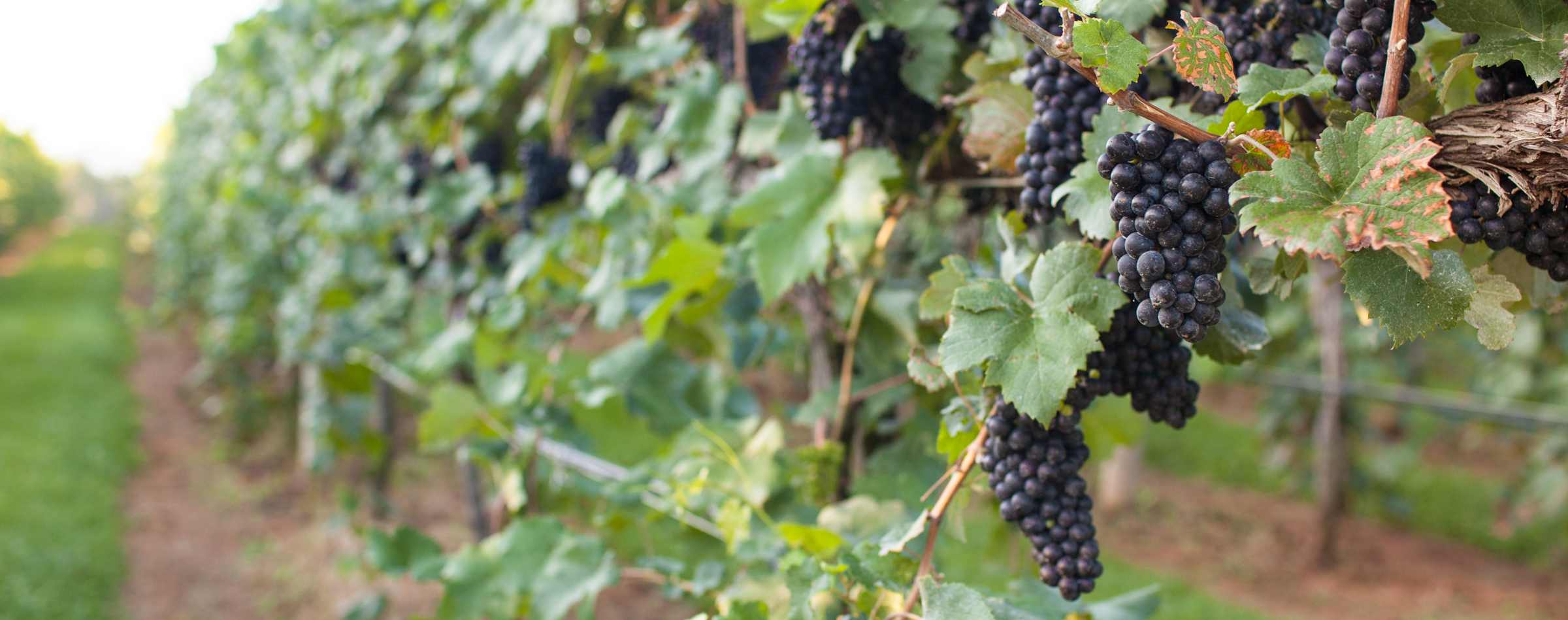 King Family Vineyards - 3