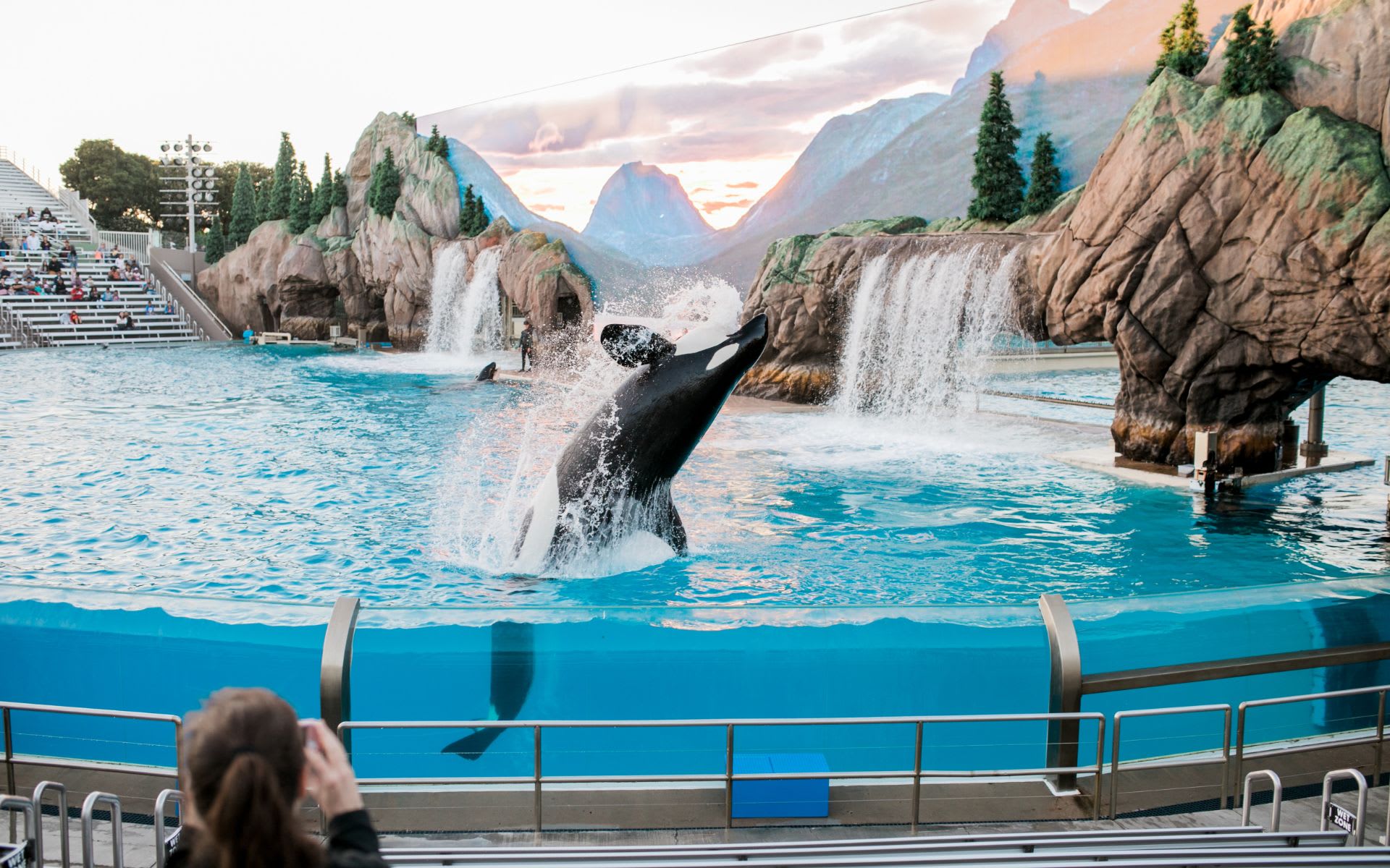 an orca breaching the water at Sea World in San Diego