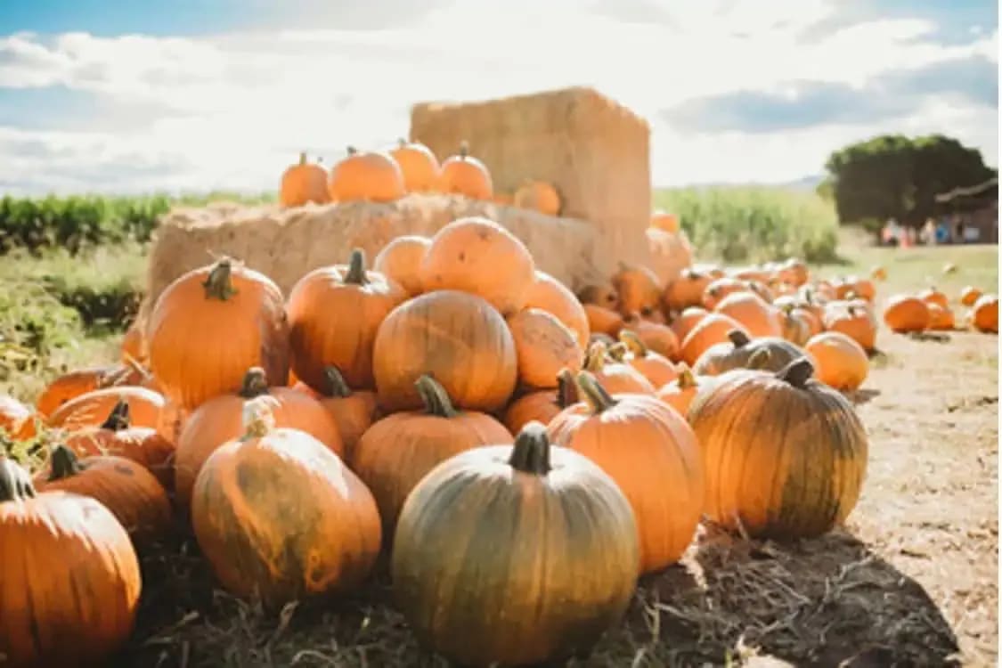 Top Fall Events 2022 in San Francisco Bay Area Polaris Realty