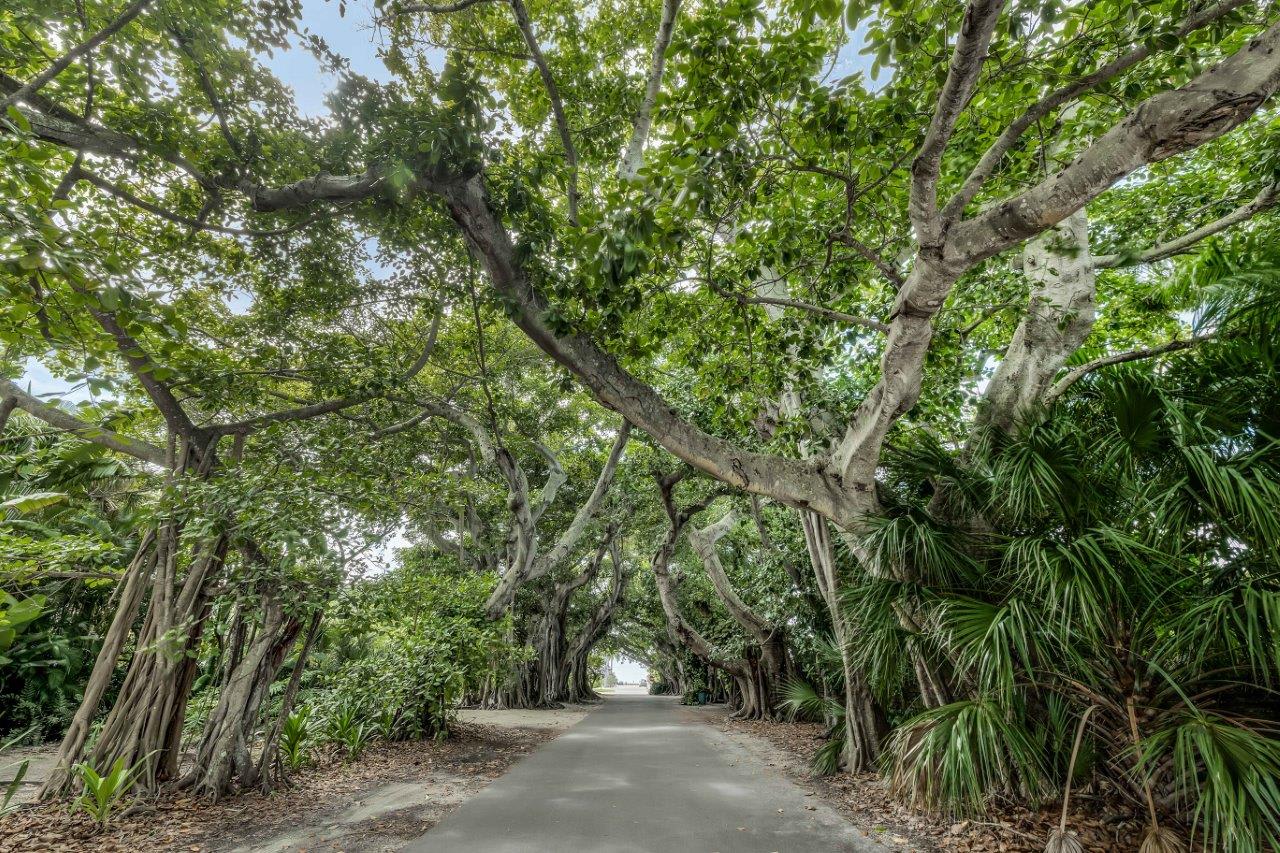 Banyan Street