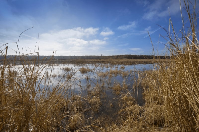 Duck Lease NC Duck Hunting Leases Blog Legacy Farms and Ranches