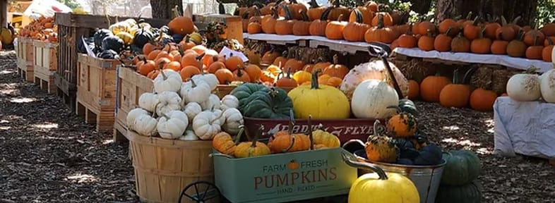 Annual Harvest Festival