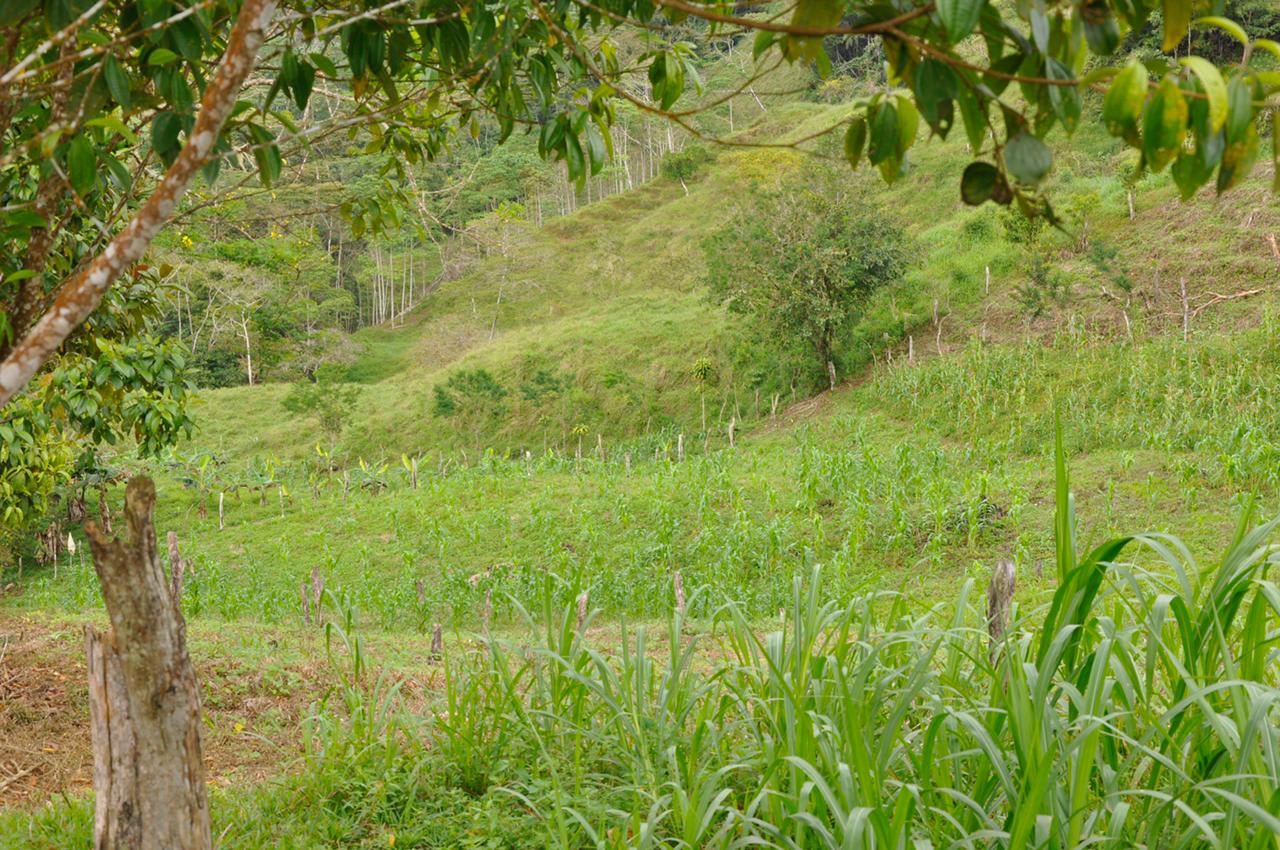 Waterfall View Farm On 80% Usable Land In Uvita