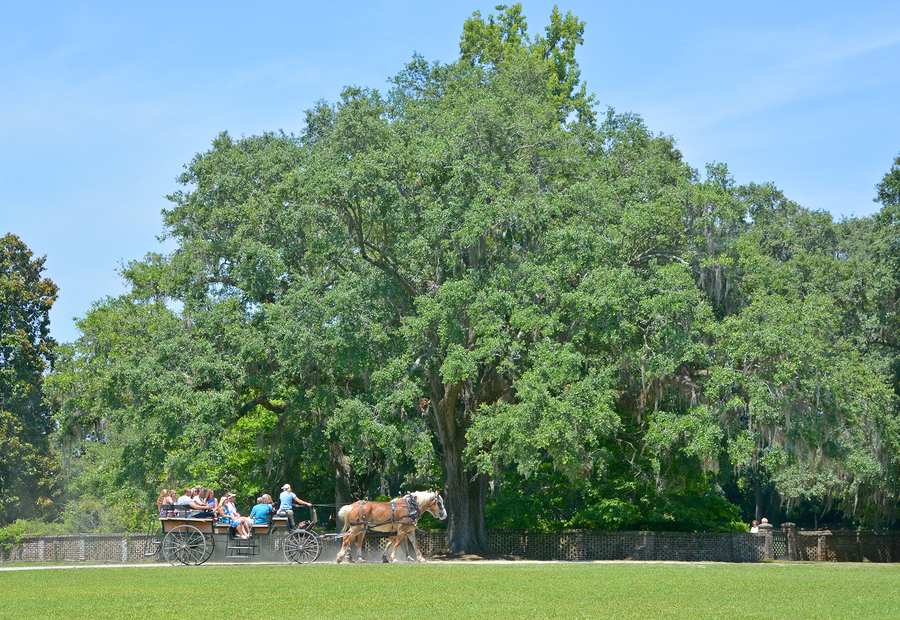 Take a Step Back in Time and Visit Beautiful Middleton Place