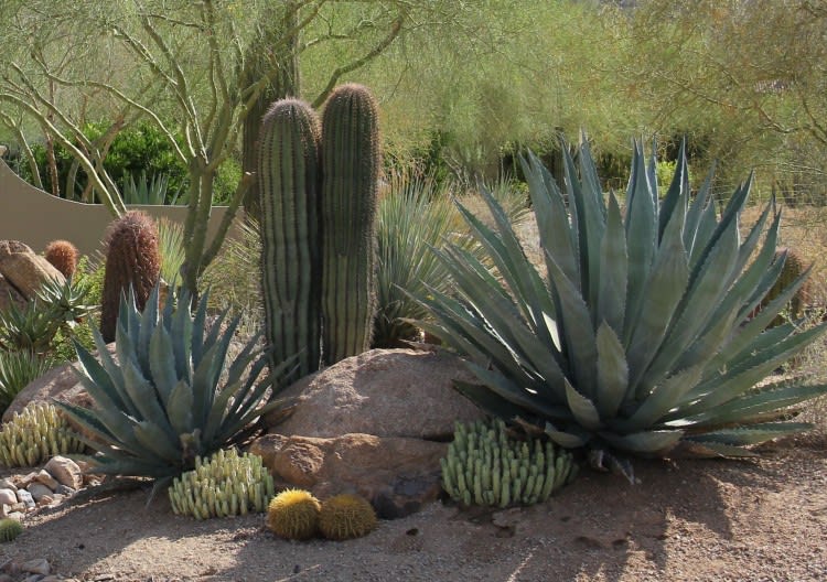 Eco-friendly Landscaping Firm Mixes Beauty With Sustainability in Phoenix