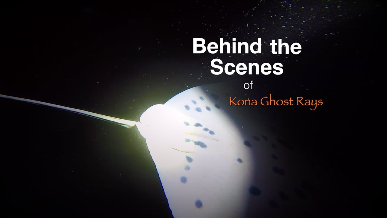 Kona Ghost Rays