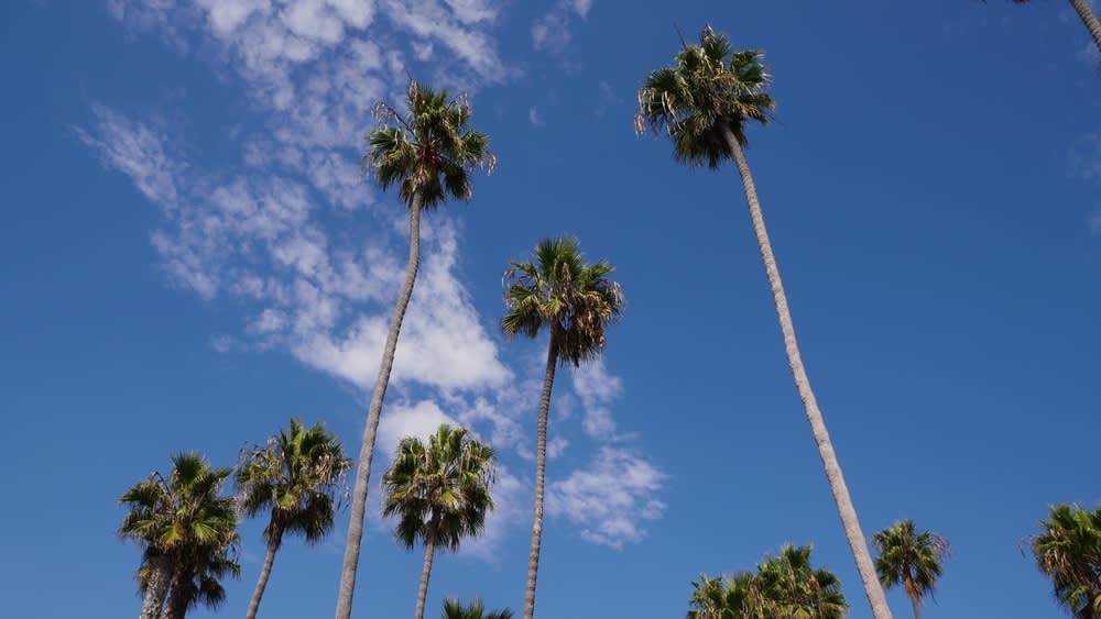 Palm Trees