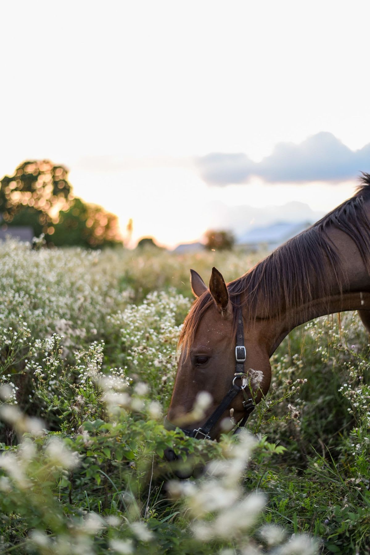 Brown horse grazes among white flowers in a green field