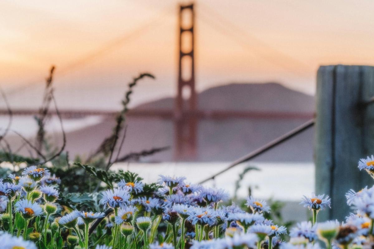 Spring descends on the SF Real Estate market.