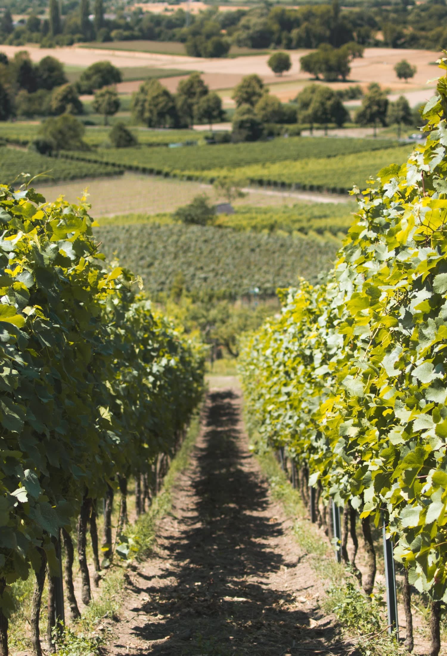 Napa, Downtown Napa, & Napa Valley Real Estate Joe Brasil