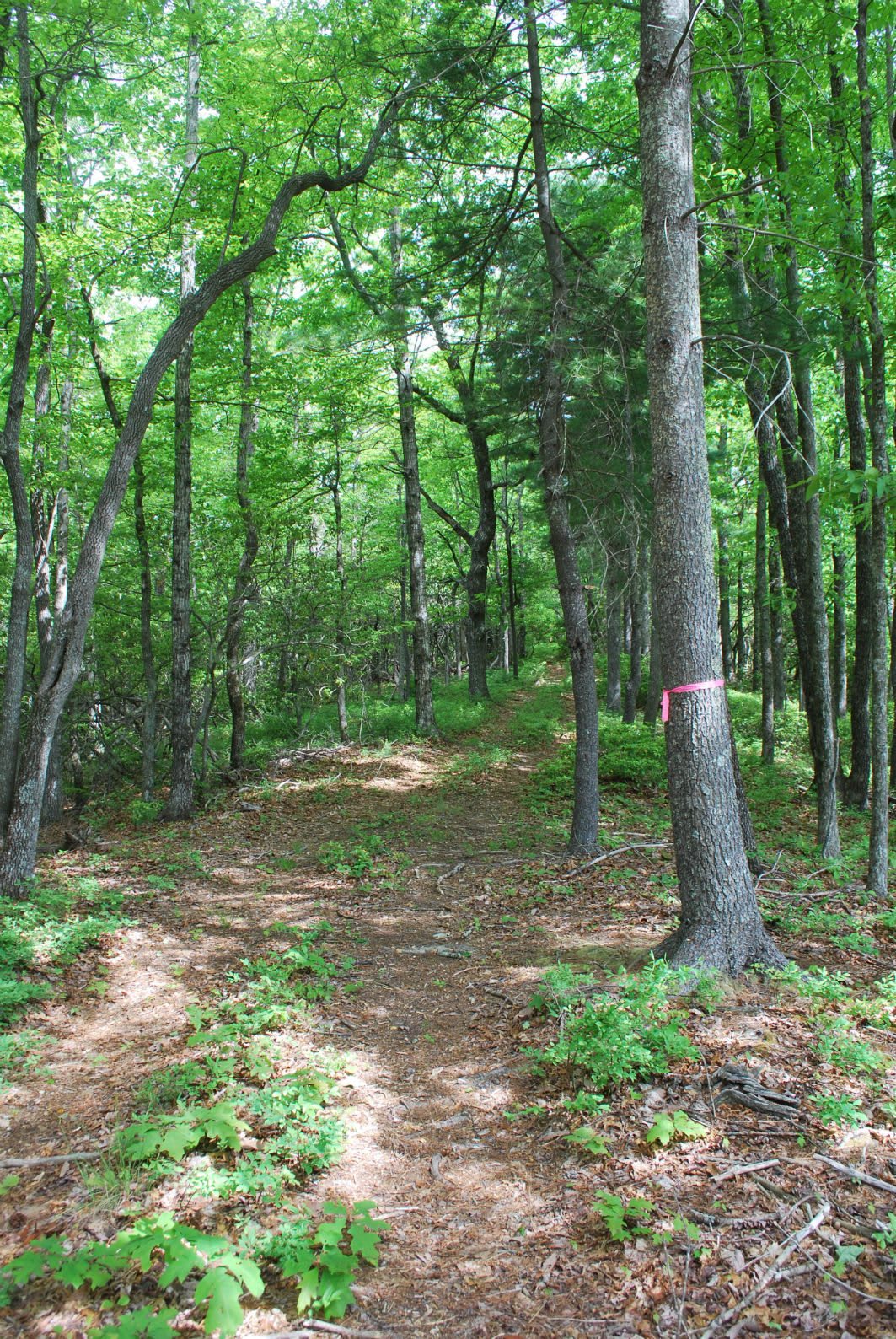 Sutton Knob