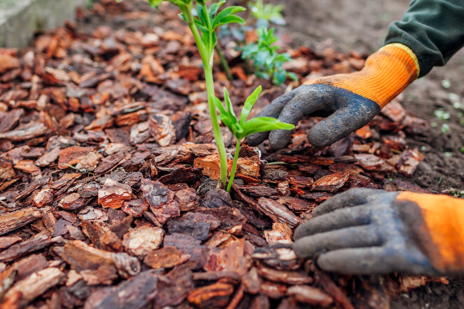 mulch