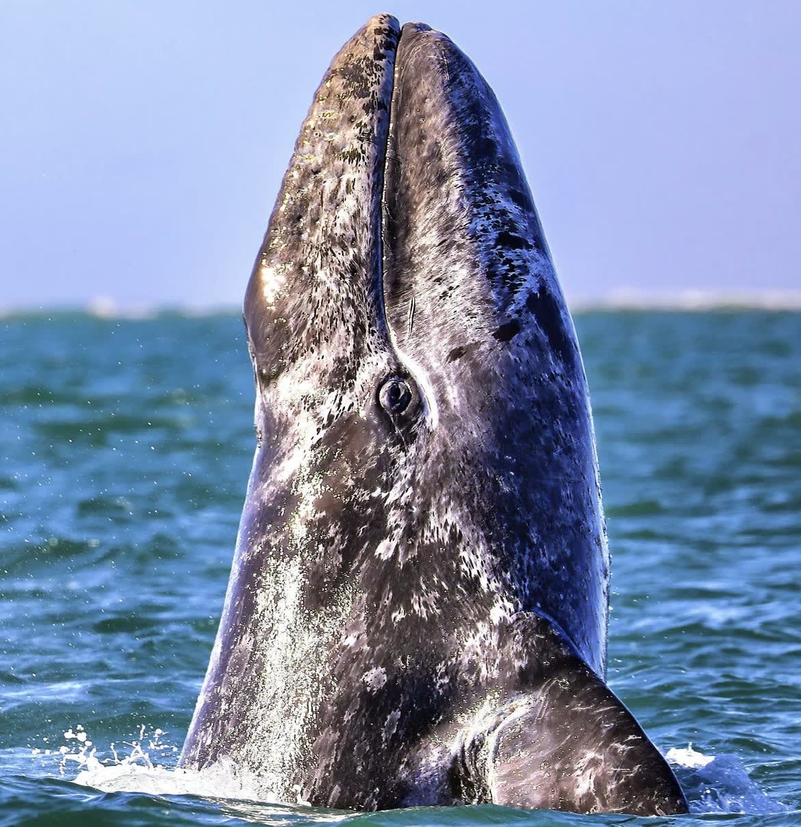 Malibu Gray Whale Migration 