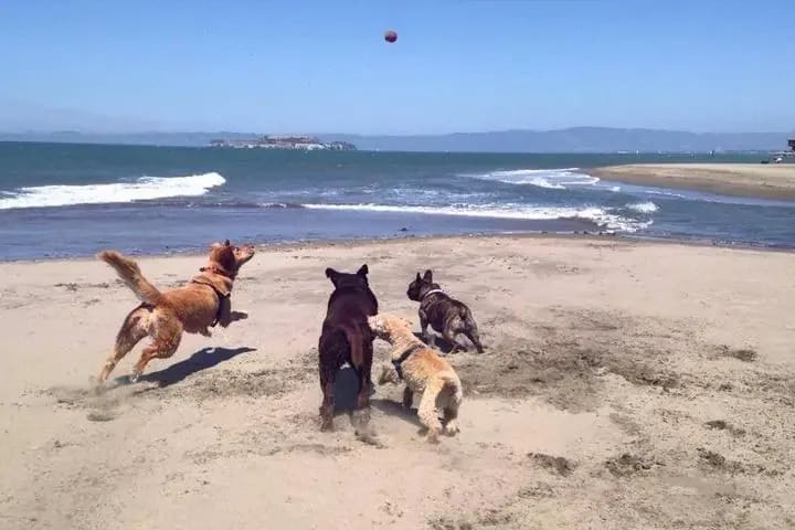 Best Dog Beaches Along The Norcal Coast