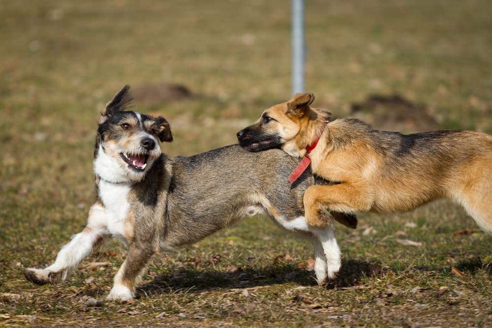 Dog-Friendly Scottsdale Has 3 Off-Leash Parks